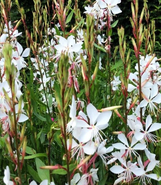 Gaura lindheimeri 'White Dove'